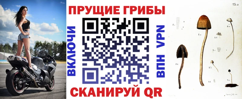 закладка  Балабаново  Галлюциногенные грибы мицелий 